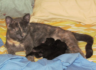 Kittens Week 1