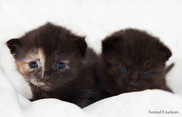Kittens Week 6!